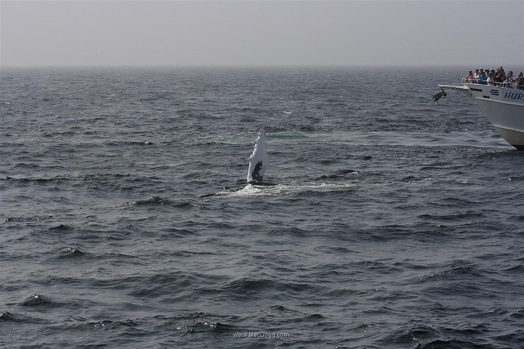 IMG_4939.JPG